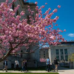 Blooming tree in front of Gordon Hall